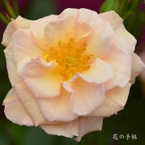 バラ　センテッドウィスパー｜花の手帖のバラ図鑑