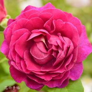 バラ　セントオブウーマン｜花の手帖のバラ図鑑