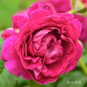 バラ　セントオブウーマン｜花の手帖のバラ図鑑