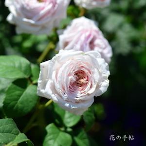 バラ　セントオブヨコハマ｜花の手帖のバラ図鑑