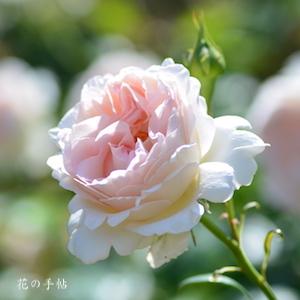 バラ　セバスティアン クナイプ｜花の手帖のバラ図鑑