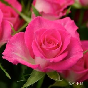 バラ　セカンドラブ｜花の手帖のバラ図鑑