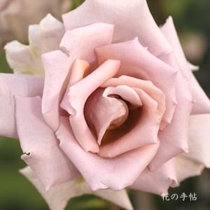 バラ　ローズ ドラジェ（Rose Dragee）｜花の手帖のバラ図鑑