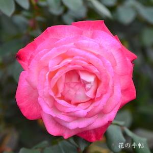 バラ　セイカ（聖火／Seika）｜花の手帖のバラ図鑑