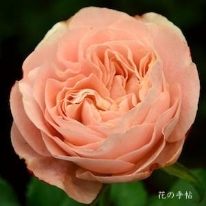 バラ セン せん Rose Sen ハイブリットティ 00品種以上の薔薇を作出者 交配親などのデータと美しい写真で紹介する花の手帖のwebバラ 図鑑