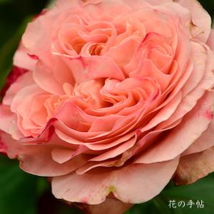 バラ　セン｜花の手帖のバラ図鑑
