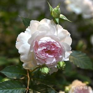 バラ　シャリマー｜花の手帖のバラ図鑑
