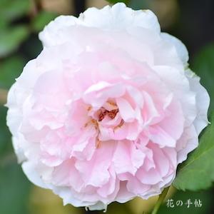 バラ　シャリマー｜花の手帖のバラ図鑑
