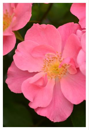 バラ　シャングリラ（Shangri-La）｜花の手帖のバラ図鑑