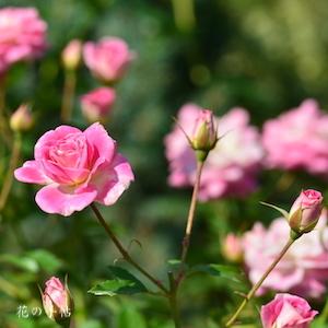 バラ　シェアリングアハピネス（ROSE　Sharing a Happiness）｜花の手帖のバラ図鑑
