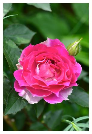 バラ シェエラザード Rose Sheherazad シュラブ 00品種以上の薔薇 を作出者 交配親などのデータと美しい写真で紹介する花の手帖のwebバラ図鑑