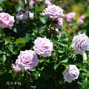 バラ　ショウゴ エレガン（Shogo ELEGANT）｜花の手帖のバラ図鑑