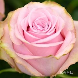 バラ　ショウゴ エレガン（Shogo ELEGANT）｜花の手帖のバラ図鑑