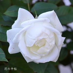 バラ　シルバーアニバーサリー（Silver Anniversary）｜花の手帖のバラ図鑑