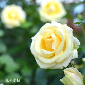 バラ　シンプリー ヘブン（Simply Heaven）｜花の手帖のバラ図鑑