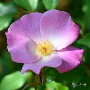 バラ　シングル ピンク チャイナ（Single Pink China）｜花の手帖のバラ図鑑