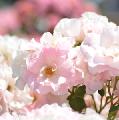 バラ　シノノメ｜花の手帖のバラ図鑑