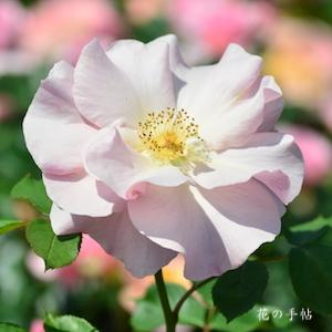 バラ　シノノメ｜花の手帖のバラ図鑑