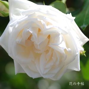 バラ　シンセツ（新雪）｜花の手帖のバラ図鑑