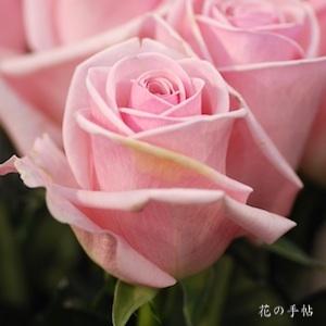 バラ　セイレーン｜花の手帖のバラ図鑑