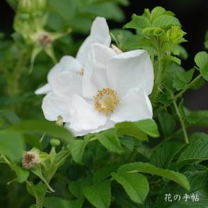 バラ　シロバナハナマシ｜花の手帖のバラ図鑑