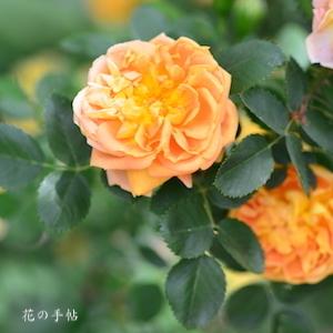 バラ　ソレイユドール｜花の手帖のバラ図鑑