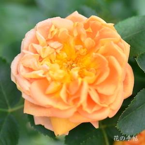 バラ　ソレイユドール｜花の手帖のバラ図鑑