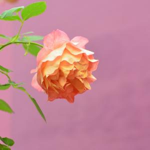 バラ　ソレイユロマンティカ（Soleil Romantica）｜花の手帖のバラ図鑑