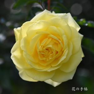 バラ　ソレロ｜花の手帖のバラ図鑑