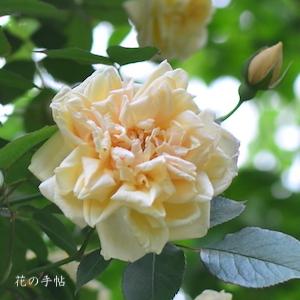 バラ　ソルファタール｜花の手帖のバラ図鑑