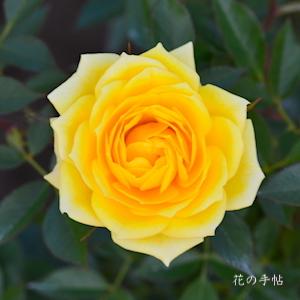 バラ　ゾンネキント｜花の手帖のバラ図鑑