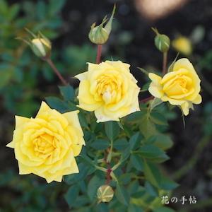 バラ　ゾンネキント｜花の手帖のバラ図鑑