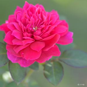 バラ　ソフィーズ ローズ（Sophy's Rose）｜花の手帖のバラ図鑑