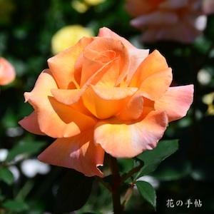 バラ　スペシャルオケージョン｜花の手帖のバラ図鑑