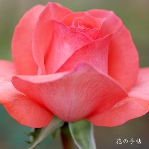 バラ　スペルバウンド｜花の手帖のバラ図鑑