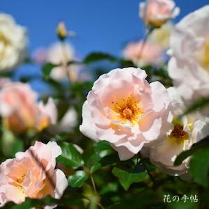 バラ　スプリング コサージュ（Spring Corsage）｜花の手帖のバラ図鑑