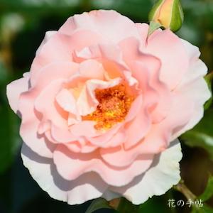 バラ　スプリング コサージュ（Spring Corsage）｜花の手帖のバラ図鑑