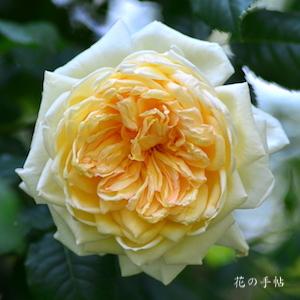 バラ　セント オルバン｜花の手帖のバラ図鑑