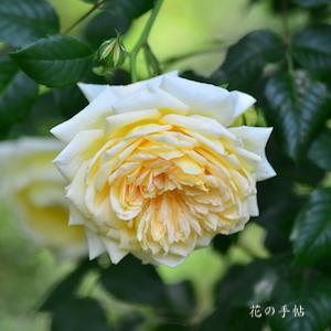 バラ　セント オルバン｜花の手帖のバラ図鑑