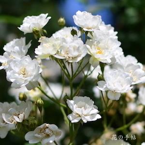 バラ　スターコダー｜花の手帖のバラ図鑑