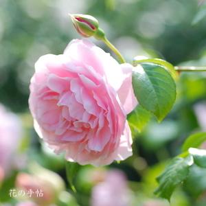 バラ　ストロベリー ヒル（Strawberry Hill）｜花の手帖のバラ図鑑