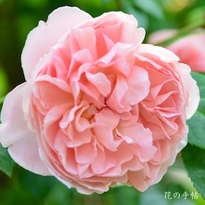 バラ　ストロベリー ヒル（Strawberry Hill）｜花の手帖のバラ図鑑
