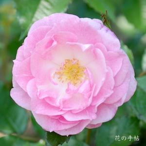 バラ　ストロベリー ダイキリ（Strawberry Daiquiri）｜花の手帖のバラ図鑑