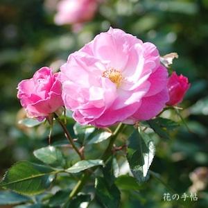 バラ　ストロベリー ダイキリ（Strawberry Daiquiri）｜花の手帖のバラ図鑑