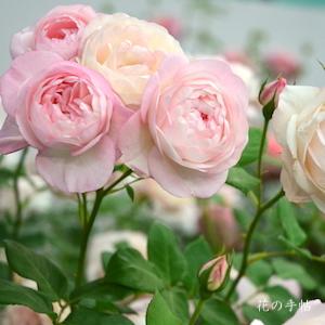 バラ　ストロベリー マカロン（Strawberry Macaron）｜花の手帖のバラ図鑑