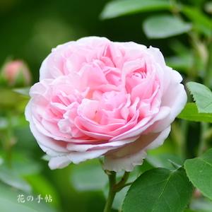 バラ　セント スウィザン｜花の手帖のバラ図鑑