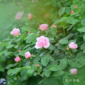 バラ　セント スウィザン｜花の手帖のバラ図鑑