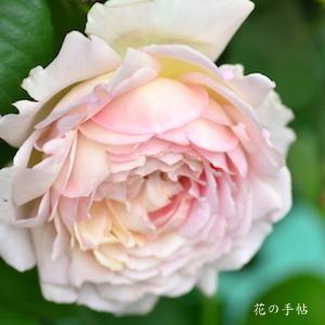 バラ　シュクレ｜花の手帖のバラ図鑑