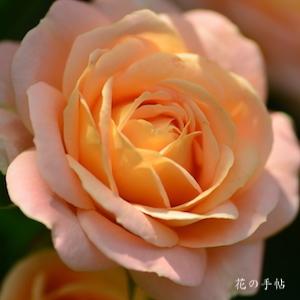 バラ　サマードリーム｜花の手帖のバラ図鑑