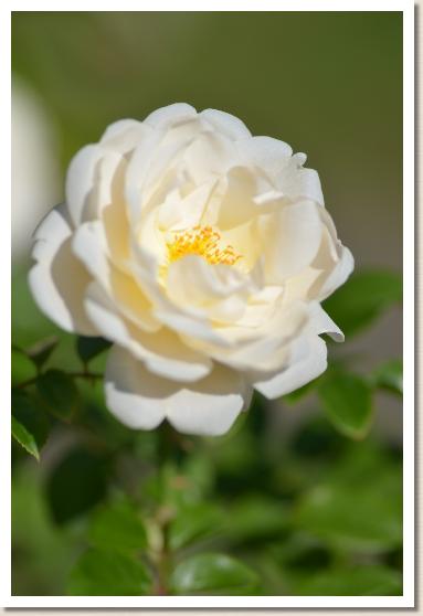 バラ サマーメモリーズ Rose Summer Memories 00品種以上の薔薇 を作出者 交配親などのデータと美しい写真で紹介する花の手帖のwebバラ図鑑